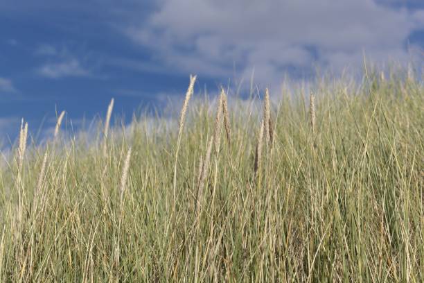 istock European beachgrass, Ammophila arenaria 1285833367