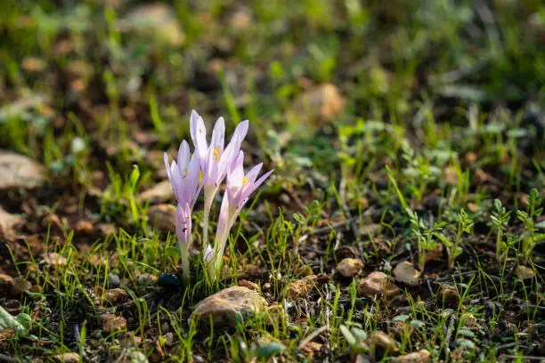 Backlit Colchicum Stevenii, or Steven's meadow saffrons, in a fallow field in Israel.
