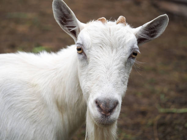 istock Portrait of a white goat on a farm 1285834579