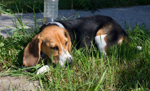 istock Small beagle relaxing outside in the grass 1285834663