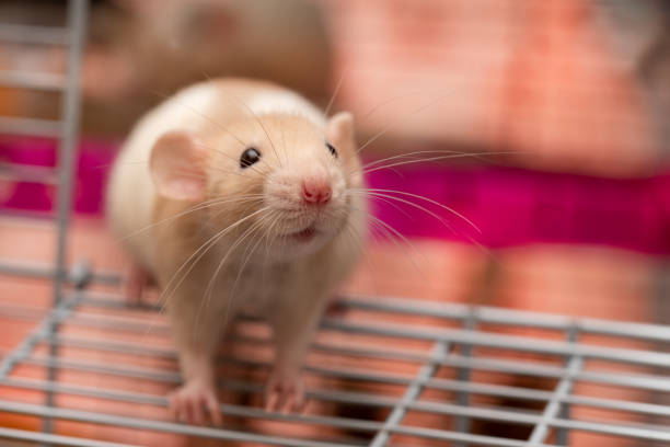 istock Pretty baby pet rat 1285834713