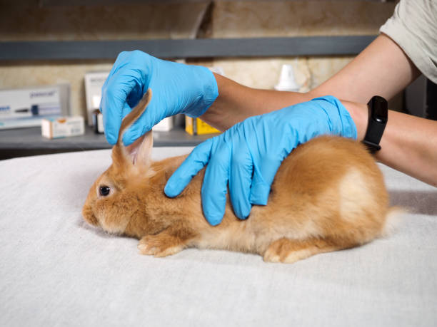 istock The veterinarian examines the rabbit 1285834717