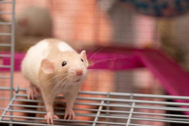 istock Pretty baby pet rat 1285834731