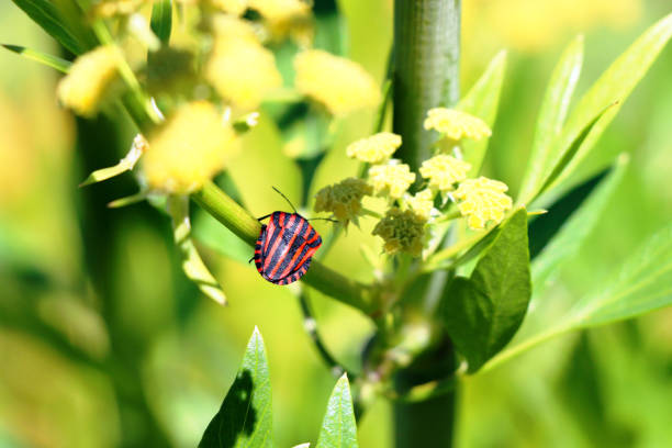 Graphosoma lineatum (Streifenwanze) on Levisticum officinale (Maggikraut, Liebstöckel) blossom