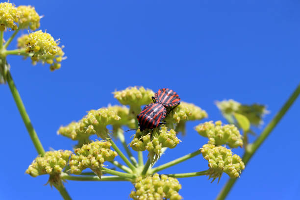 Graphosoma lineatum (Streifenwanze) mating on Levisticum officinale (Maggikraut, Liebstöckel) blossom.