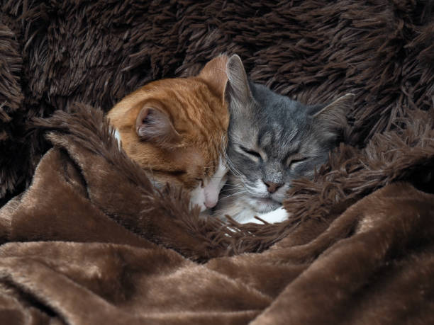 istock Love and tenderness of cats 1285836266