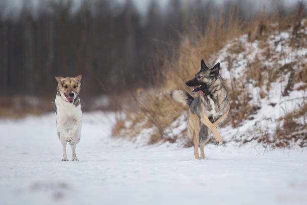 istock Dogs running on a snowy field in winter forest 1285836449