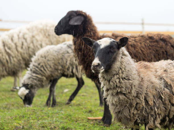 istock Sheep in the pasture. Keeping and breeding sheep 1285837230