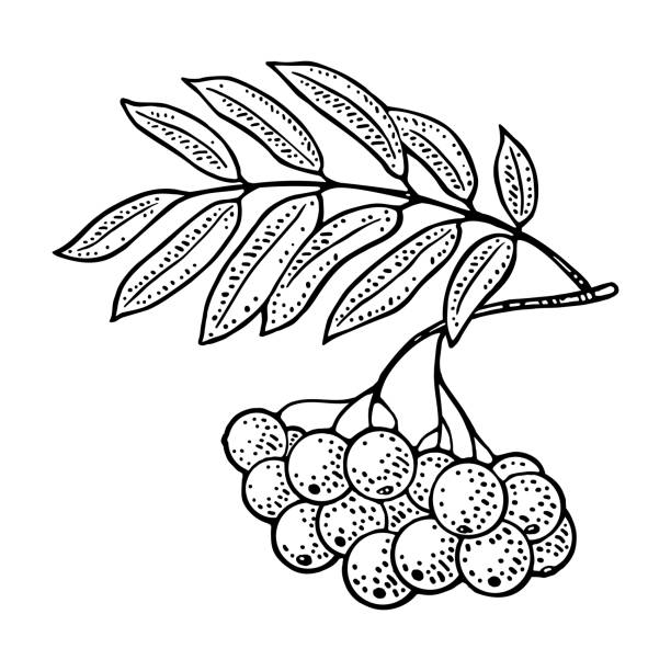 Rowan branch berry with leaf. Vector black vintage engraving Rowan branch berry with leaf. Vector black vintage engraving illustration for menu, poster. Isolated on white background entire track stock illustrations
