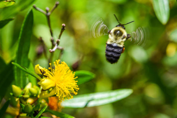 istock Honey bee collecting pollen in nature 1285840907