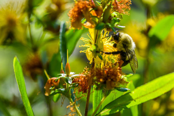 istock Honey bee collecting pollen in nature 1285840912