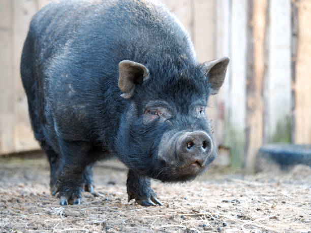 istock Big black boar on the farm 1285841069