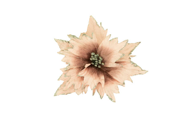 istock Christmas flowers. Pink Christmas flower on a white background. Isolate. 1285841952