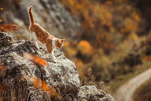 Mixed-breed cat walking on rock formation in nature