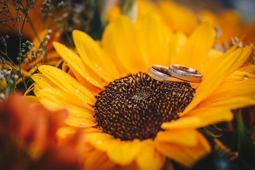 Wedding rings on a sunflower petals
