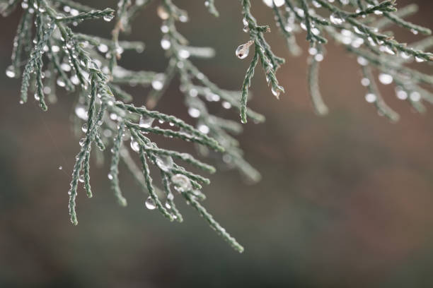 istock Frozen drops of water on a pine tree branch. Winter natural background. christmas tree. christmas background with copy space. rain drops on branch. cold background 1285845511