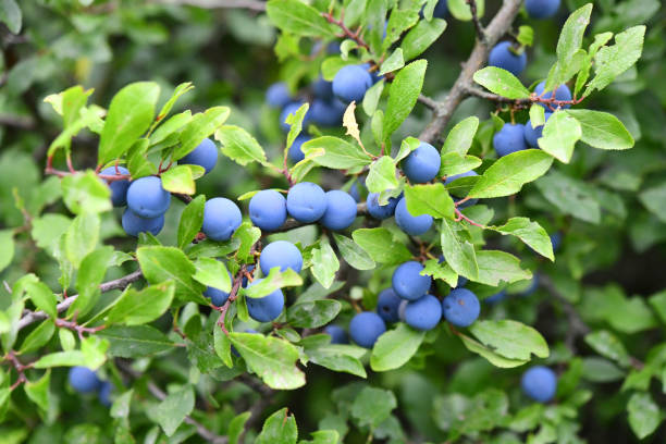 istock Schlehdorn with fruits 1285846274