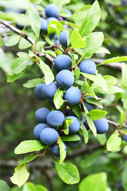 istock Schlehdorn with fruits 1285846285