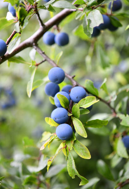 istock Schlehdorn with fruits 1285846295