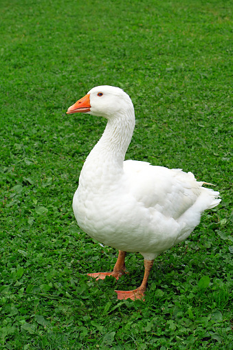 White goose on green meadow.
