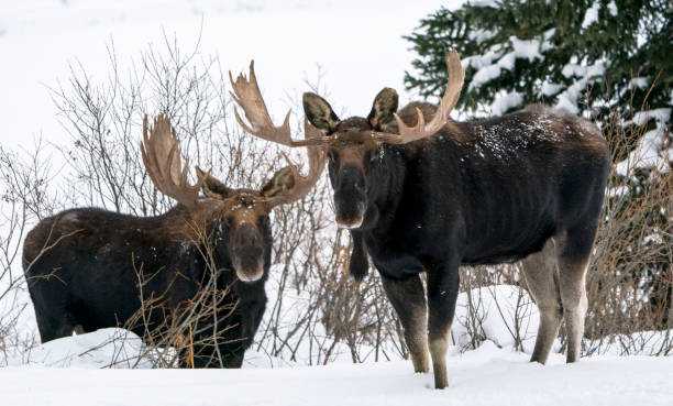 dos alces de toro en la nieve - alce macho fotografías e imágenes de stock