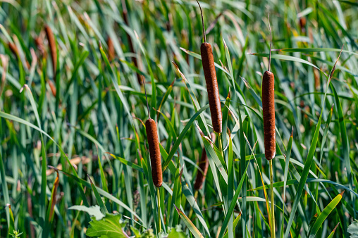 Close-up of narrow-leaved cattail or soft flag plant