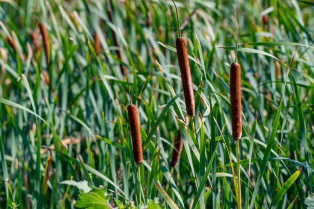 Close up of Typha angustifolia or narrow-leaved cattail stock photo