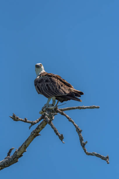 istock sitting osprey with a fish in its claws, Mexico 1285849704