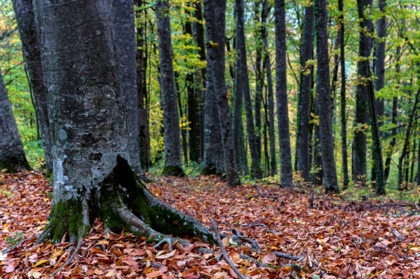 istock Close up of moss growing on beech tree roots. 1285850444