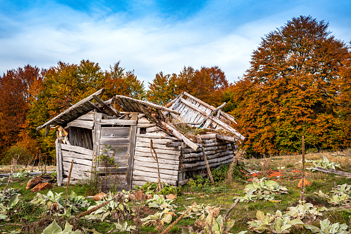 Beauty of nature in autumn. Full shot of an old and abandoned wooden cottage on a mountains with colorful autumn trees. No people.