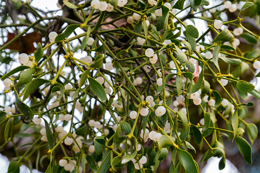 Close up of beatiful branch of mistletoe or viscum with white fruits and green leaves