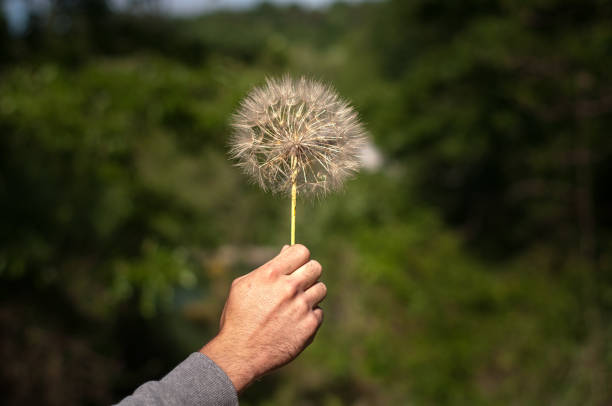 istock Dandelion close-up in human hands 1285851671