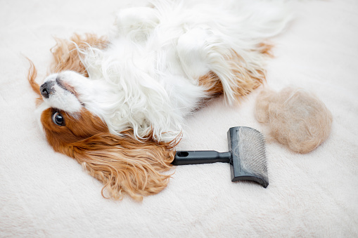 Mascota de perro Cavalier King Charles Spaniel está tomando el sol en la cama después de cepillarse con un cepillo de animales. Peinando lana, mudando en animales. El concepto de cuidar animales domésticos. photo