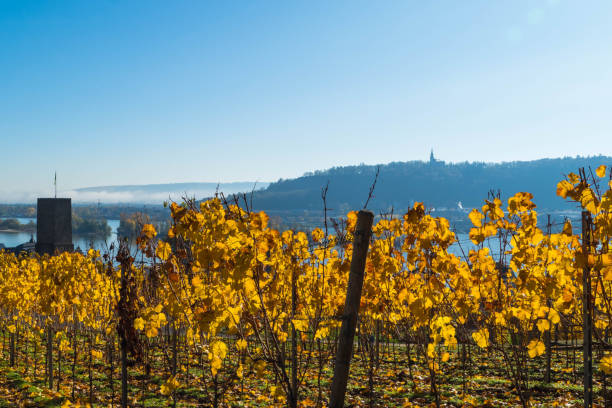 istock Vineyard of Ruedesheim Germany in Autumn 1285854328
