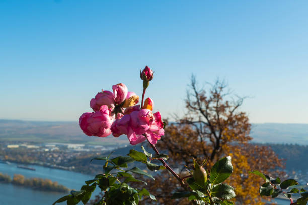 istock Roses in Front of River Rhine 1285854439