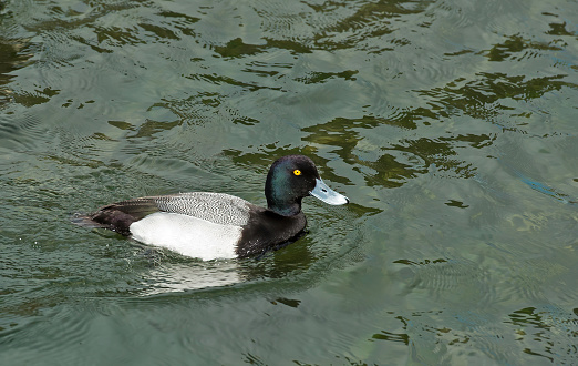 Greater Scaup, Scaup, Bluebill, Aythya marila, Portland, Oregon