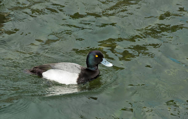 Greater Scaup, Scaup, Bluebill, Aythya marila, Portland, Oregon Greater Scaup, Scaup, Bluebill, Aythya marila, Portland, Oregon greater scaup stock pictures, royalty-free photos & images