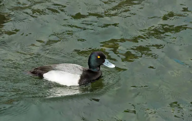 Photo of Greater Scaup, Scaup, Bluebill, Aythya marila, Portland, Oregon