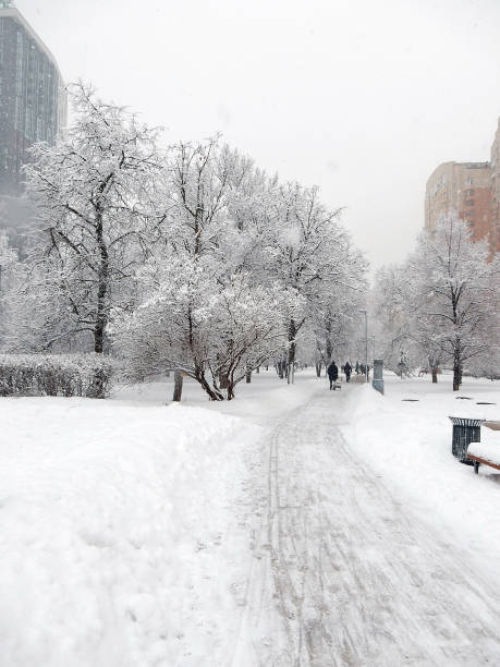 istock snow-covered trees in the winter cityscape, selective focus. 1285857455