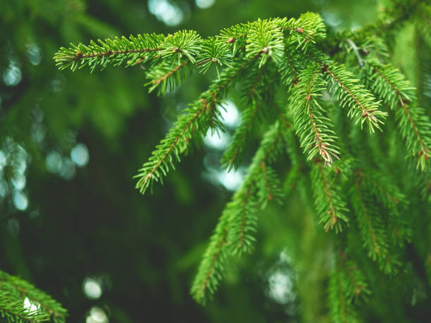 istock Evergreen fir tree branches close up as a christmas background. 1285857877