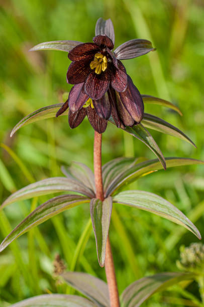 Fritillaria camschatcensis is a species of fritillary native to northeastern Asia, including northern Japan, Kamchatka, and eastern Siberia, and western North America from Alaska to Oregon. Kamchatka Fritillary' Kamchatka Lily, Rice Lily, Northern Rice-root, or chocolate lily because of its brown color. Prince William Sound, Chugach National Forest, Alaska. fritillaria camschatcensis es una especie de fritillario nativa del noreste de asia, incluyendo el norte de japón, kamchatka y el este de siberia, y el oeste de américa del norte desde alaska hasta oregón. kamchatka fritillary' kamchatka lily, rice lily