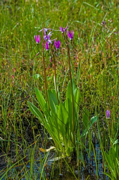 Jeffrey's Shooting-star, Tall Mountain Shooting-star, Dodecatheon jeffreyi, Chugach National Forest, Prince William Sound, Alaska, Family Primulaceae.