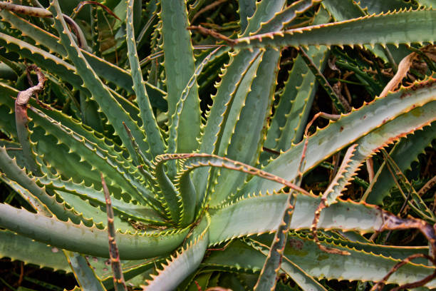 istock A huge, prickly Aloe Vera plant grows wild 1285860136