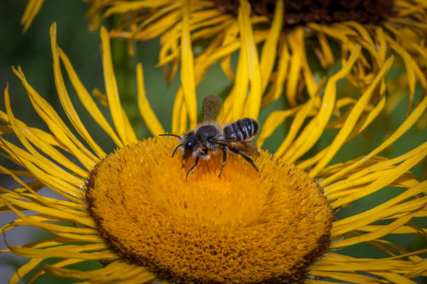 abeille anthophila, megachile sp. - insect fly animal eye single flower photos et images de collection