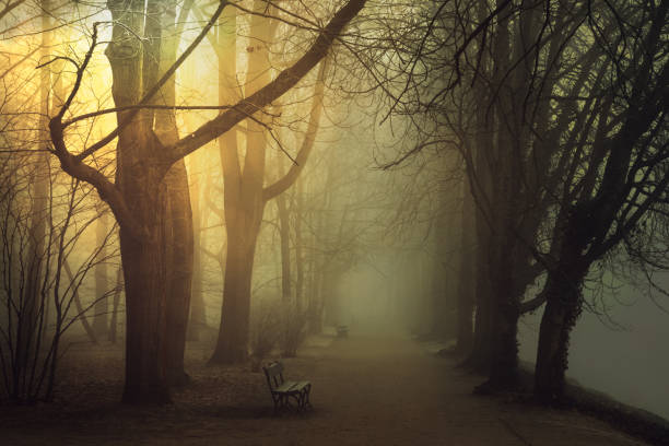 Mysterious Foggy Park