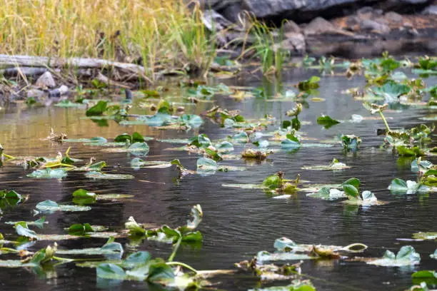 Selective focus on midground area of dying lilypads on Nymph Lake in Rocky Mountain National Park Colorado