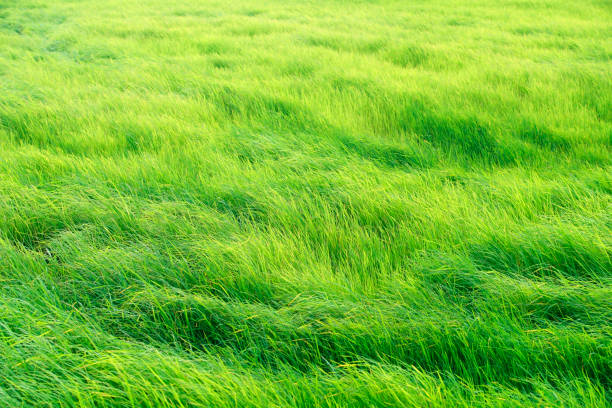 風風の田舎のシーンで緑の牧草地 - 草原 ストックフォトと画像