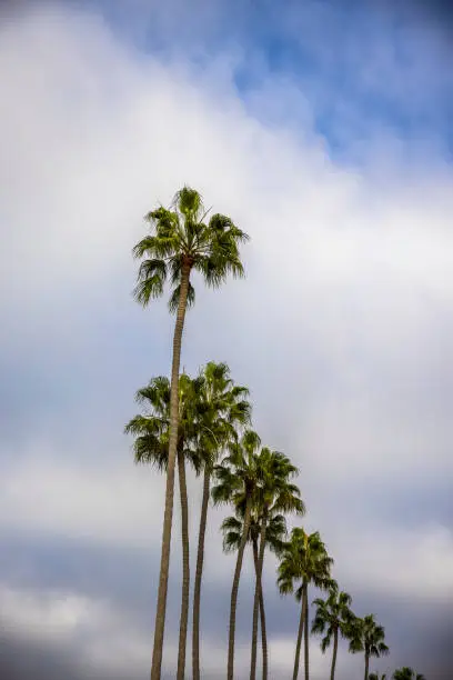 A group of palm trees with a beautiful sky.
