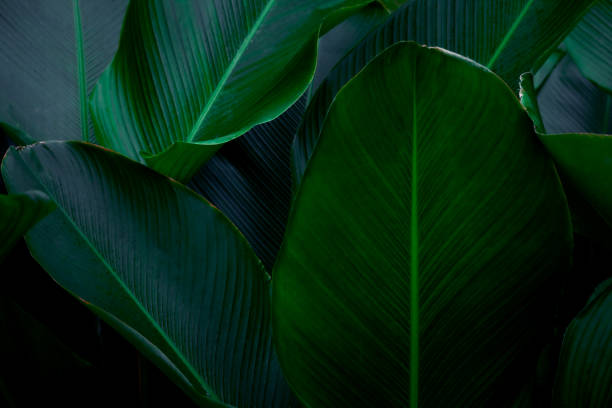 istock closeup nature view of tropical leaf background 1285868739