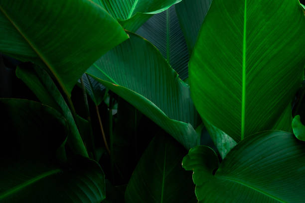 istock closeup nature view of tropical leaf background 1285868819